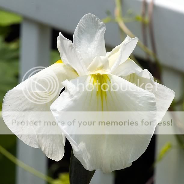 IrisensataGarterBelt2_web.jpg