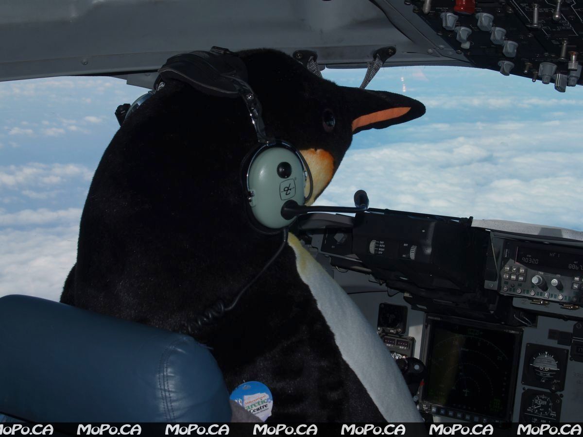 penguin-pilot-700974.jpg