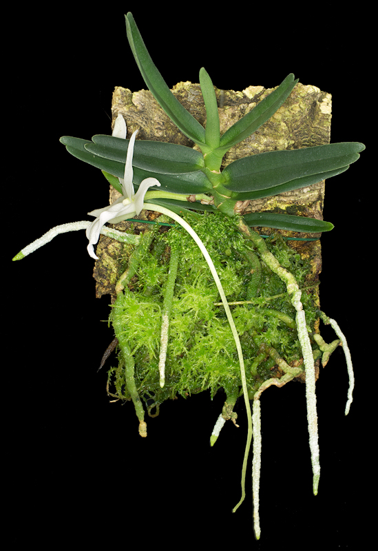 Angraecum%20didieri%2005.jpg