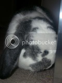 Bunnypictures-Leanne019.jpg