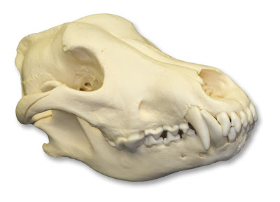 wolf-skull-on-white.jpg