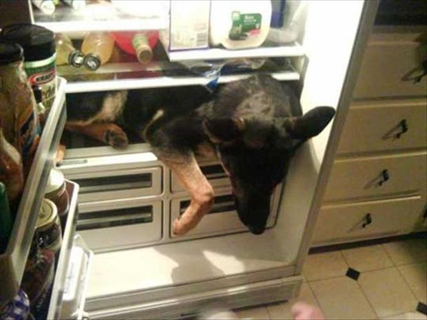 dog-in-fridge.jpg