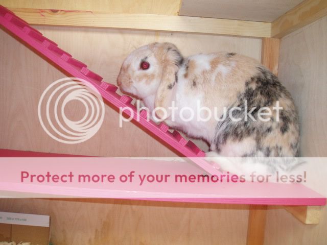 bunnies008.jpg