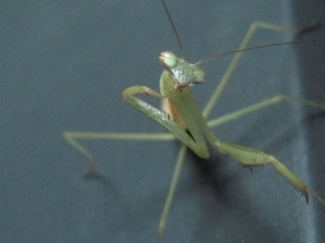 mantis002.jpg