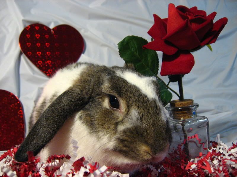 ValentineBunnies018.jpg