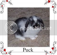 bunniesMay2005005-1.jpg