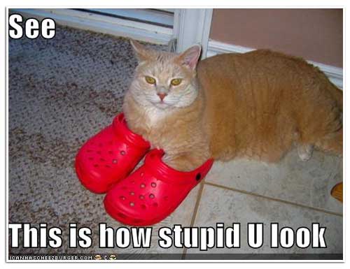 lolcat_crocs.jpg