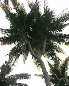 _44613678_coconut1.jpg