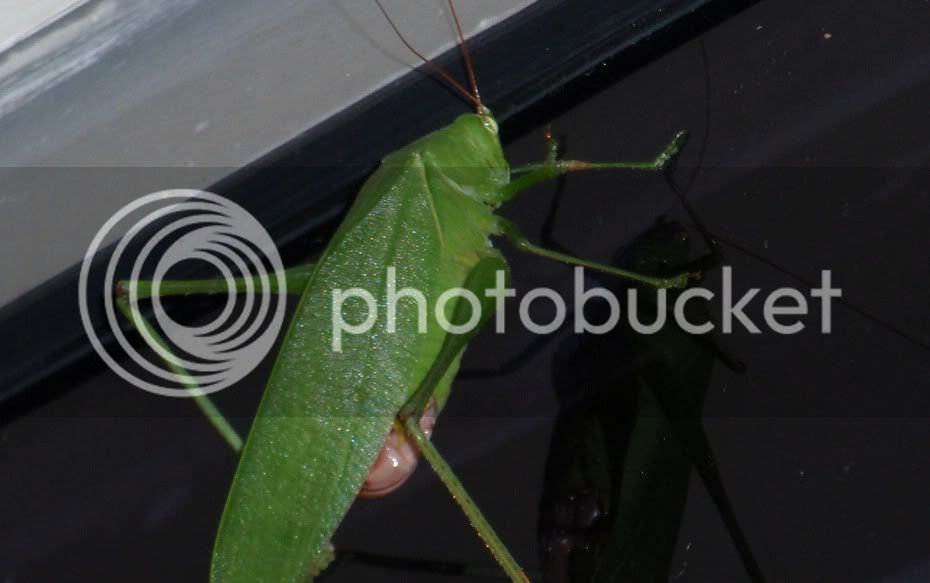 katydid.jpg