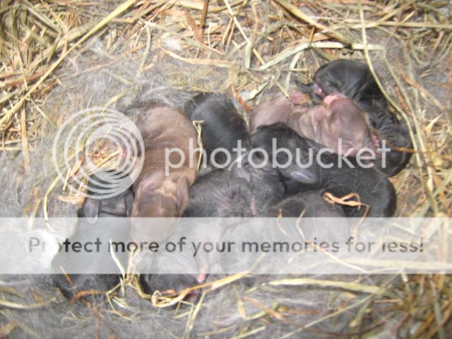 guineapigsandrabbitlitters007.jpg