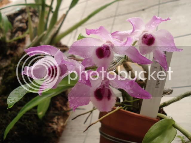 Dendrobiumparishii.jpg