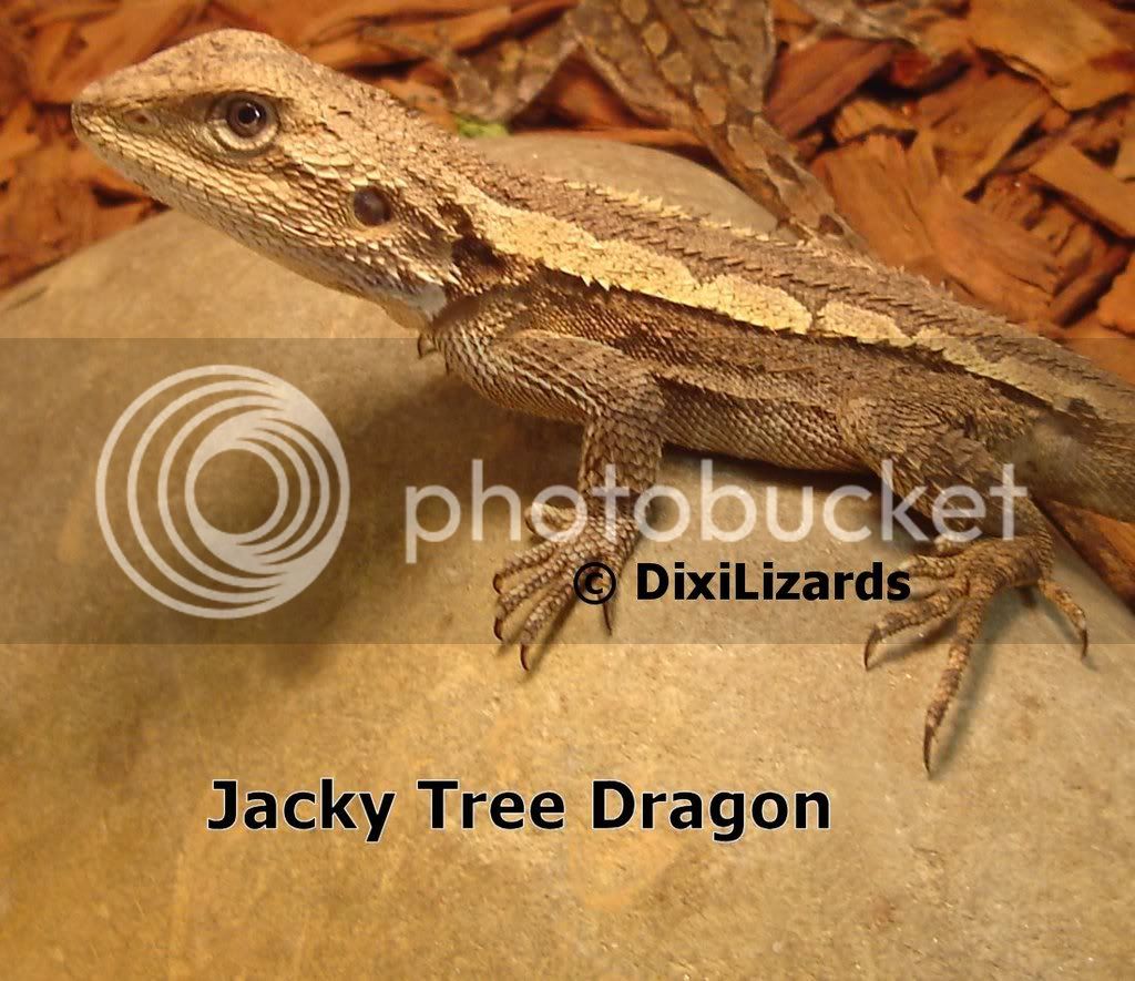 JackyTreeDragon-DixiLizards-wwwliza.jpg