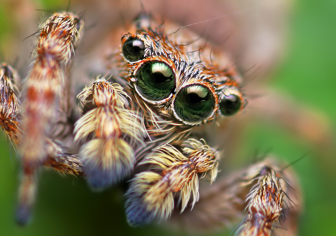 Opo_Terser_-_Sitticus_fasciger_Jumping_Spider_%28by%29.jpg