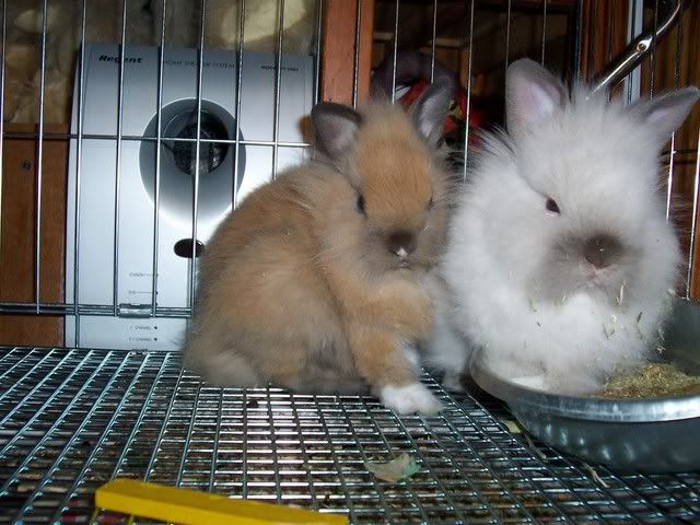 bunnies129.jpg
