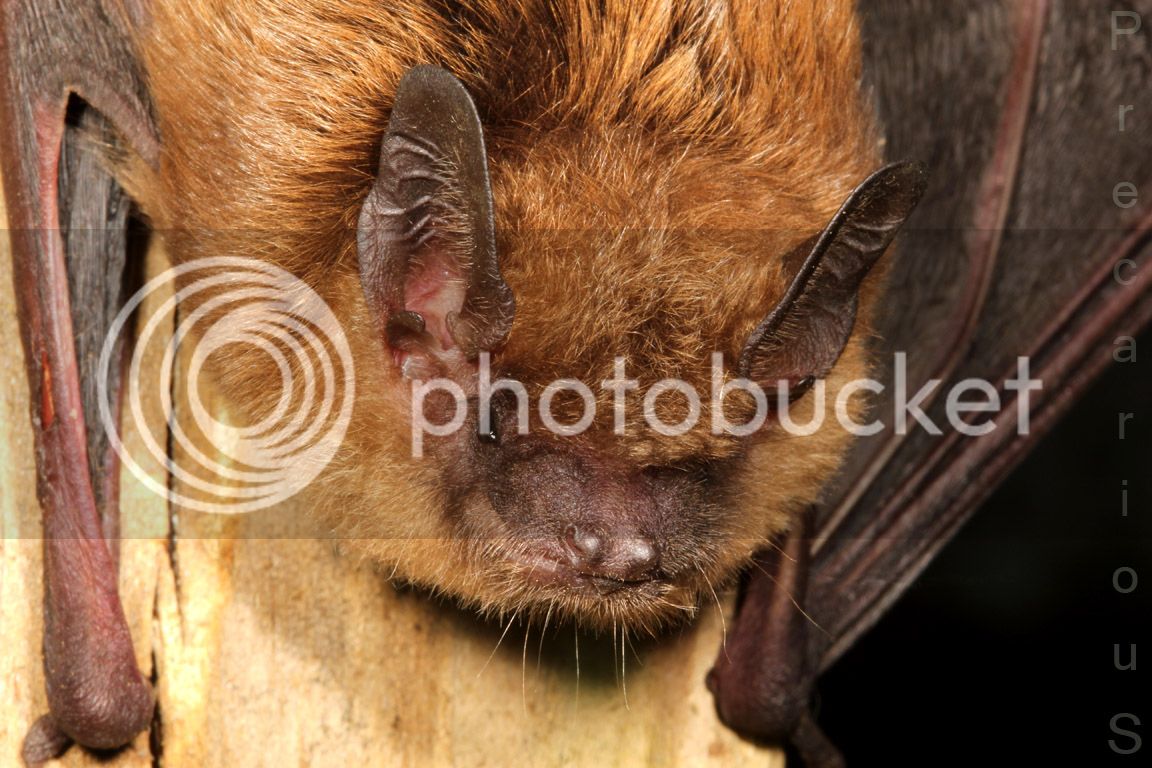 Bat_2277-sm.jpg