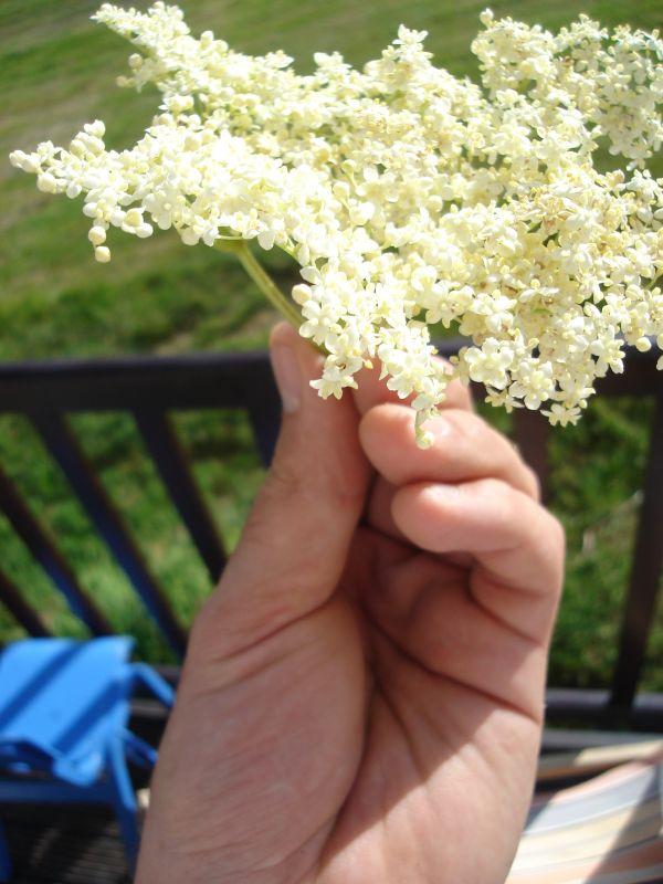 elderflower2.jpg