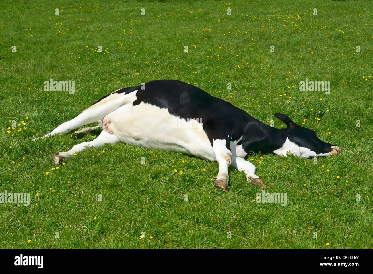 sleeping-cow-on-grass-with-buttercups-leighton-hall-yealand-conyers-CR2EHW.jpg