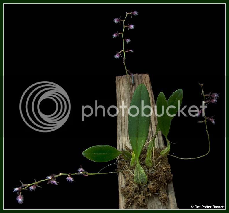 Bulb_penicillium-plant.jpg