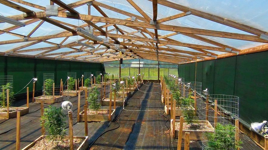Marijuana_greenhouse.jpg