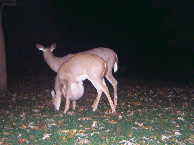 www.deeranddeerhunting.com