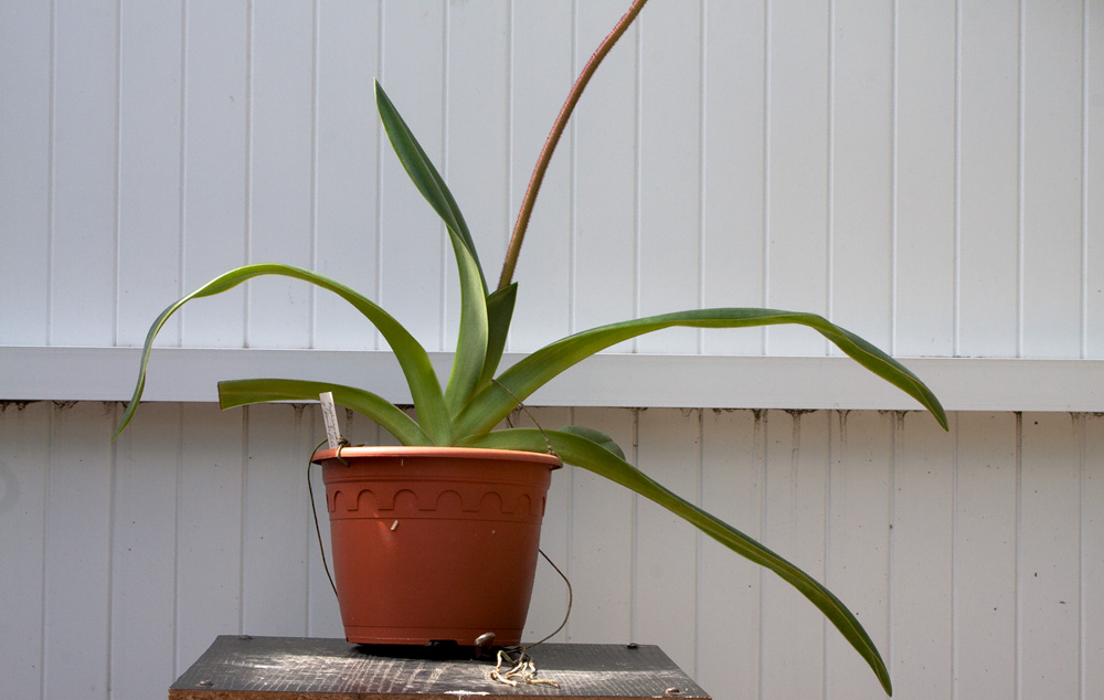 gigantifolium_plante.jpg