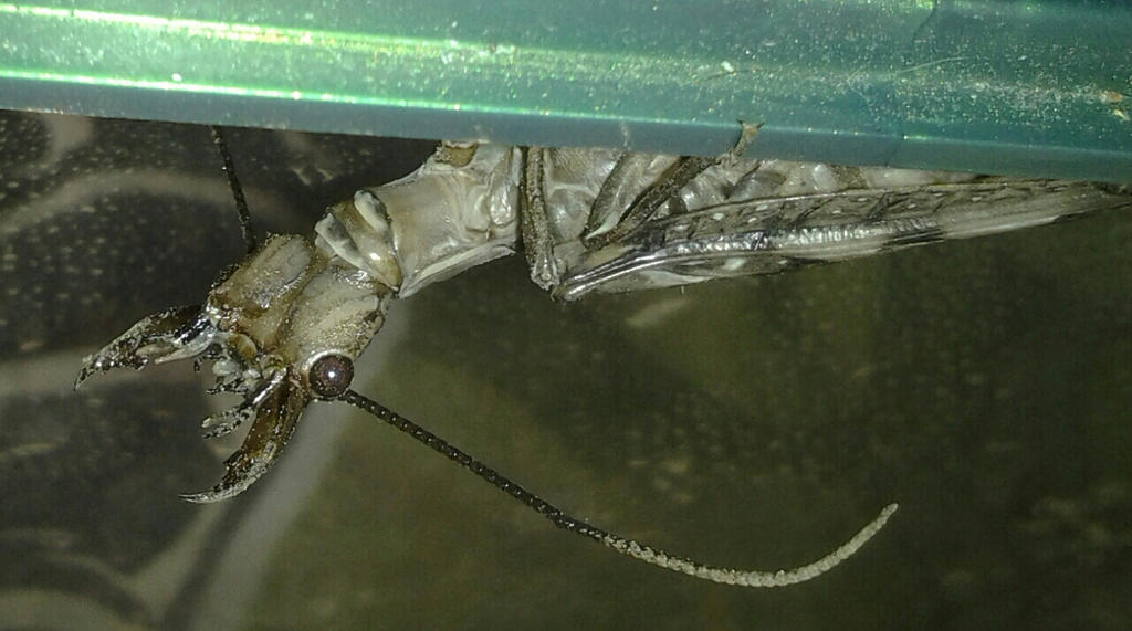 adult_female_dobsonfly___spreading_her_mandibles_by_alexandersmantids-d7polmc.jpg