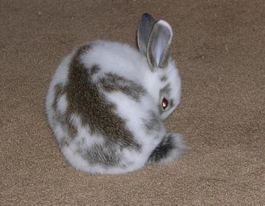 bunnies4.0.jpg