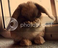 embarrassed-bunny-is-embarrassed-168839-456-342_thumb.jpg