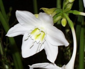 Amazon Lily – Eucharis grandiflora