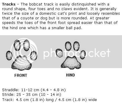 Bobcattracks-JPG.jpg