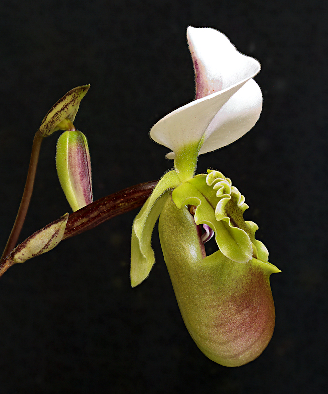 Paphiopedilum spicerianum 06.jpg