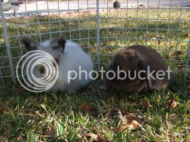 2008_0113bunnies0001.jpg