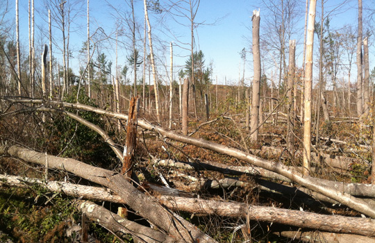 Forest-timbers-foreground.jpg