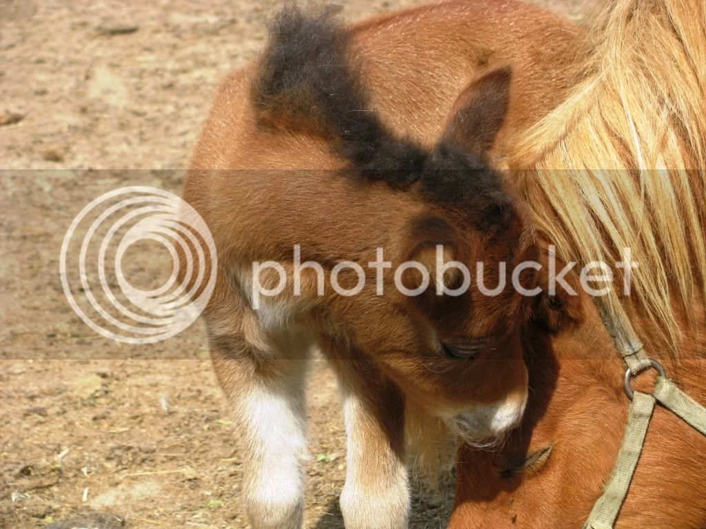 foals09-3066.jpg