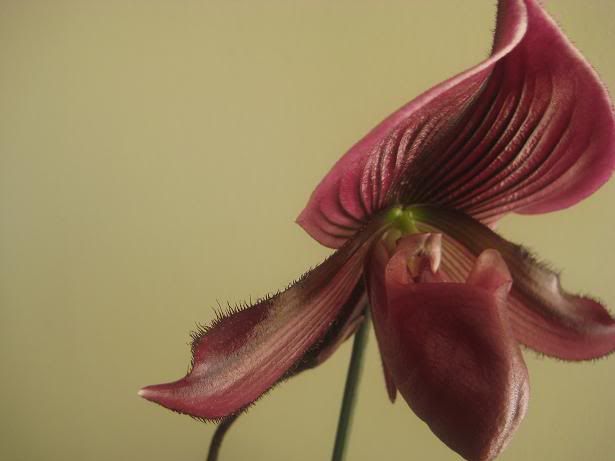 orchid017.jpg
