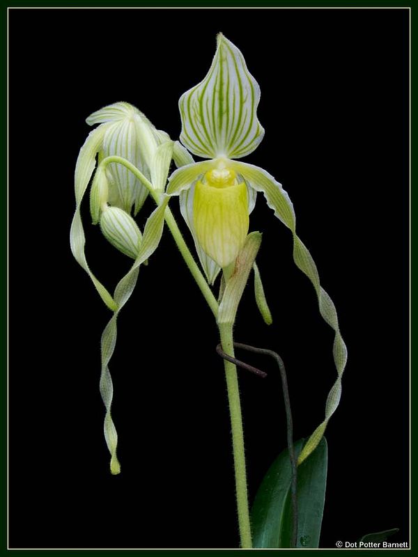 Paph_philippinense-alba-2013_zps3a786ed3.jpg