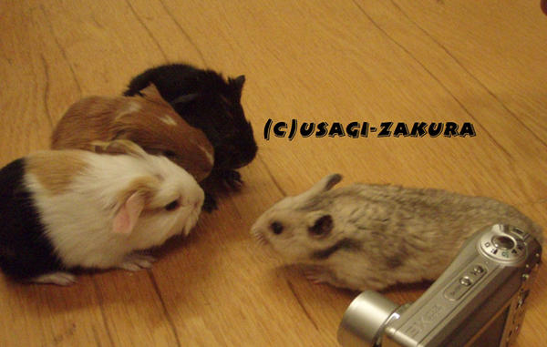 Three_little_pigs_and_a_hamste_by_Usagi_Zakura.jpg