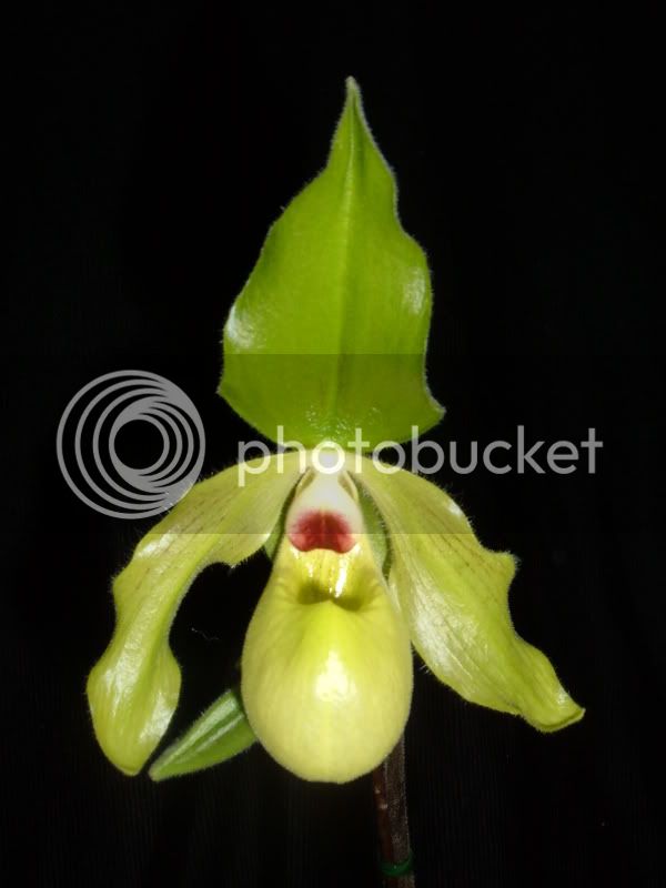 orchids08001-14.jpg