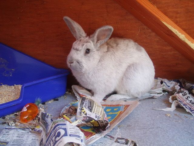 bunnies005.jpg