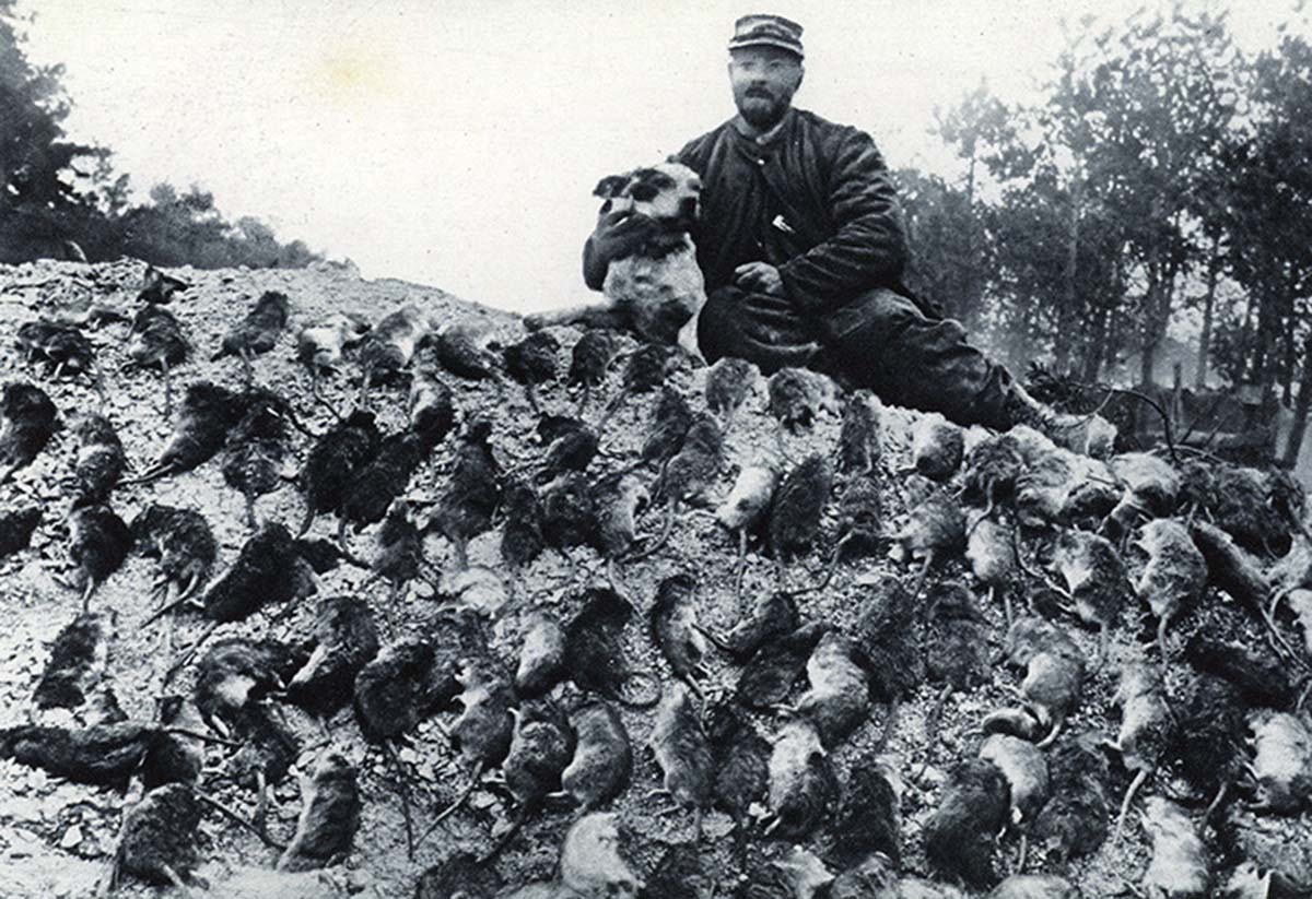 trench_rats_8.jpg