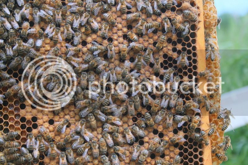 Bees%20Brood_zpsglij6rvv.jpg