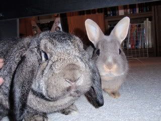 rabbits177.jpg
