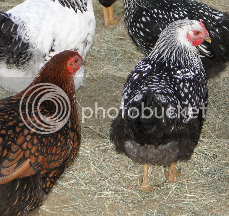 chickens6-1.jpg