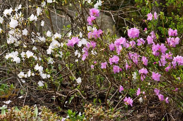 Rhododendronmucronulatum_web.jpg