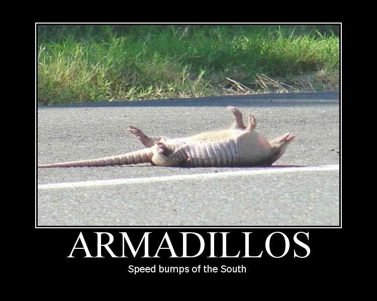 Armadillos.jpg