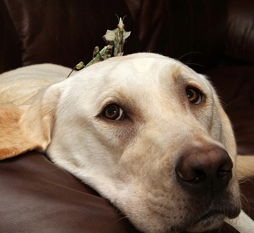 Idolomantis-On-Labradors-Head-XL.jpg