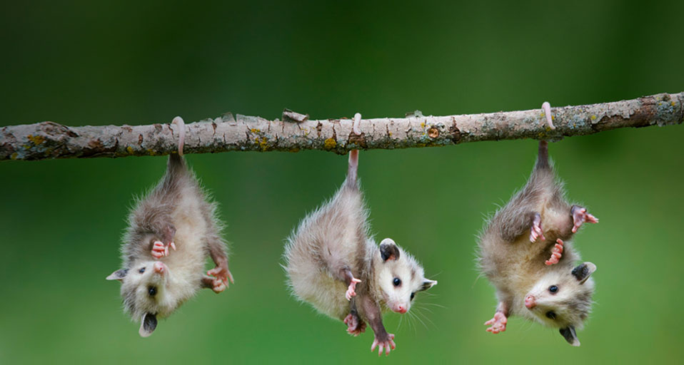 baby-opossum.jpg