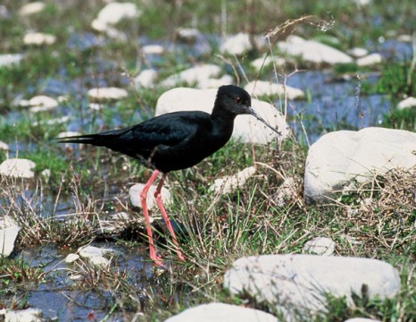 black_stilt_twizel_d_veitch_600-466x360.jpg