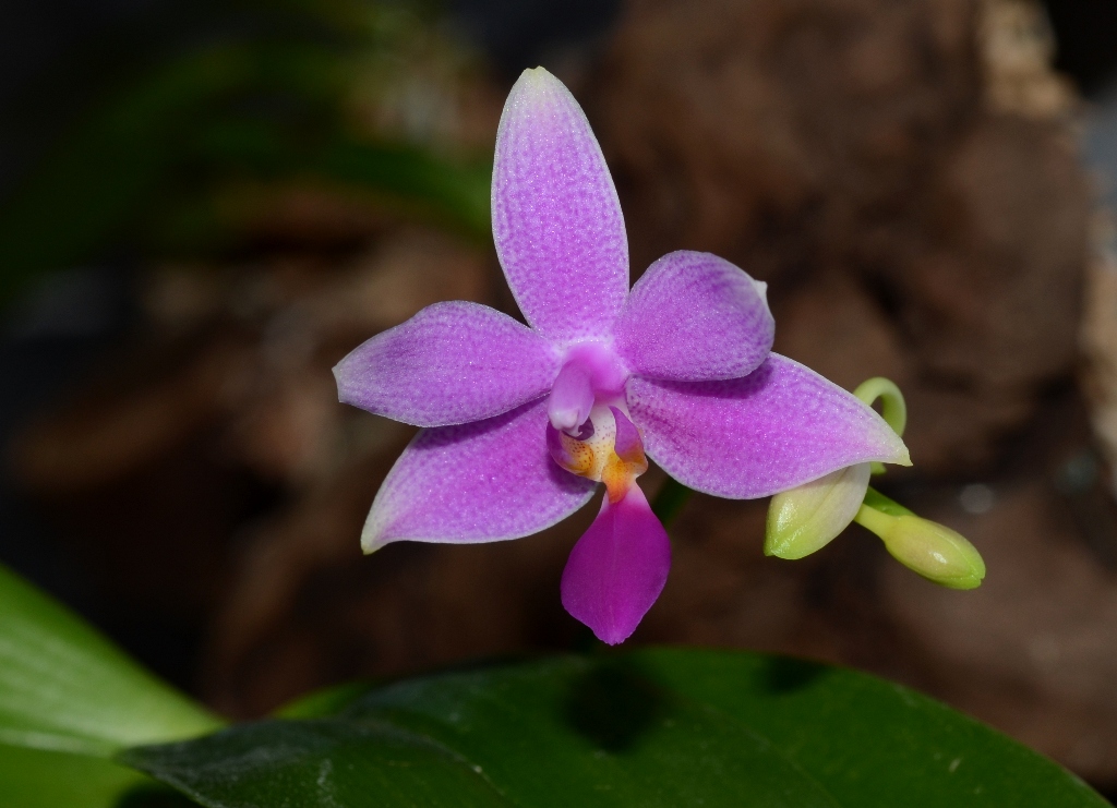 phal_equalacea_coerulea_2.jpg