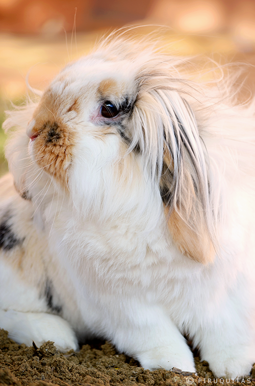 just_a_fluffy_bunny_by_piruquitas-d7oiks6.png